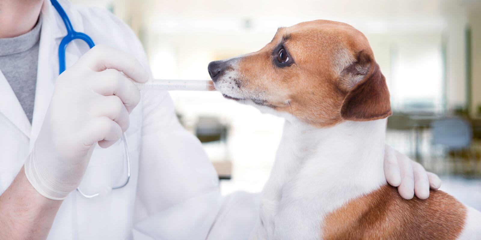 How Much Do Dog Vaccinations Cost? (and How to Pay for Them)